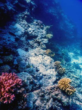 Mercan resifinin sualtı manzarası, tropikal sular, deniz yaşamı.