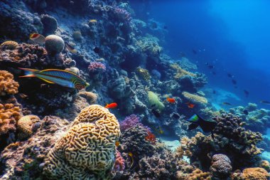Mercan resifinin sualtı manzarası, tropikal sular, deniz yaşamı.