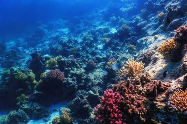Mercan resifinin sualtı manzarası, tropikal sular, deniz yaşamı.