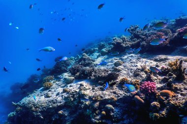Mercan resifinin sualtı manzarası, tropikal sular, deniz yaşamı.