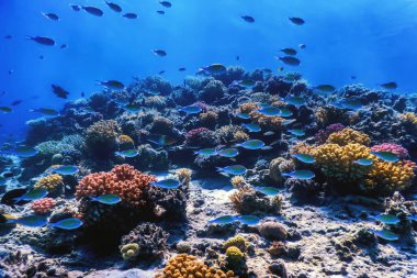 Mercan resifinin sualtı manzarası, tropikal sular, deniz yaşamı.