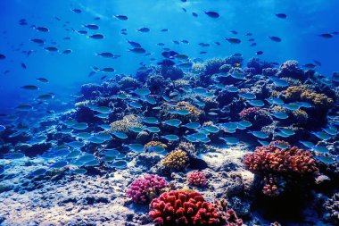 Mercan resifinin sualtı manzarası, tropikal sular, deniz yaşamı.
