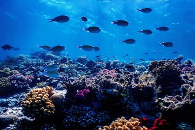 Mercan resifinin sualtı manzarası, tropikal sular, deniz yaşamı.