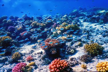 Mercan resifinin sualtı manzarası, tropikal sular, deniz yaşamı.