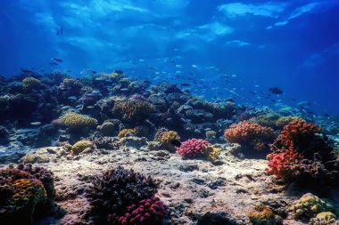Mercan resifinin sualtı manzarası, tropikal sular, deniz yaşamı.