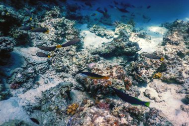 Mercan resifinin sualtı manzarası, tropikal sular, deniz yaşamı.