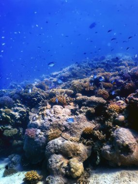 Mercan resifinin sualtı manzarası, tropikal sular, deniz yaşamı.
