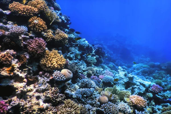 Vista Subaquática Recife Coral Águas Tropicais Vida Marinha — Fotografia de Stock