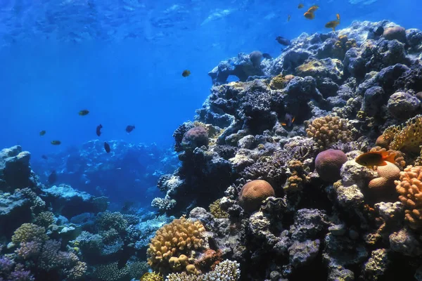 Vista Subaquática Recife Coral Águas Tropicais Vida Marinha — Fotografia de Stock