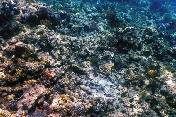 Підводний Вид Кораловий Риф Тропічні Води Морське Життя — стокове фото