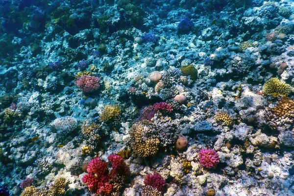 Mercan resifinin sualtı manzarası, tropikal sular, deniz yaşamı.