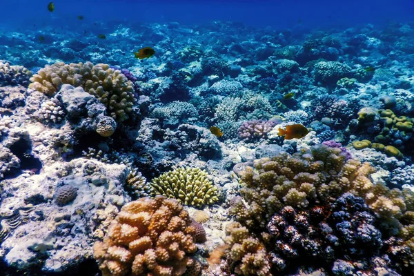 Mercan resifinin sualtı manzarası, tropikal sular, deniz yaşamı.