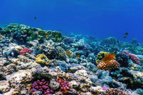 Mercan resifinin sualtı manzarası, tropikal sular, deniz yaşamı.