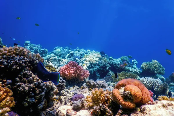 Vista Subaquática Recife Coral Águas Tropicais Vida Marinha — Fotografia de Stock