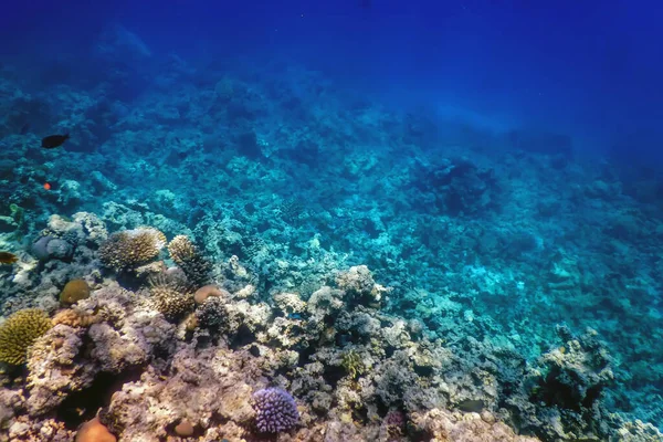 Mercan resifinin sualtı manzarası, tropikal sular, deniz yaşamı.