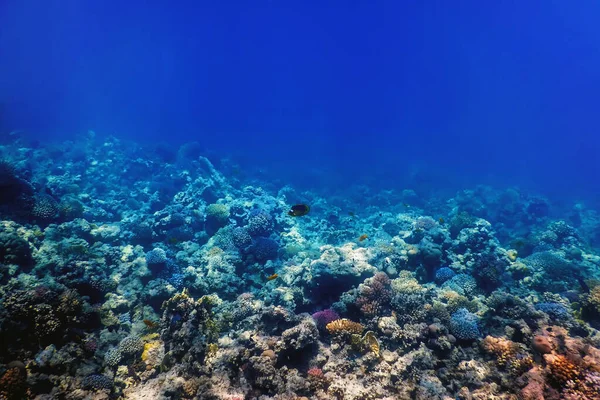Mercan resifinin sualtı manzarası, tropikal sular, deniz yaşamı.