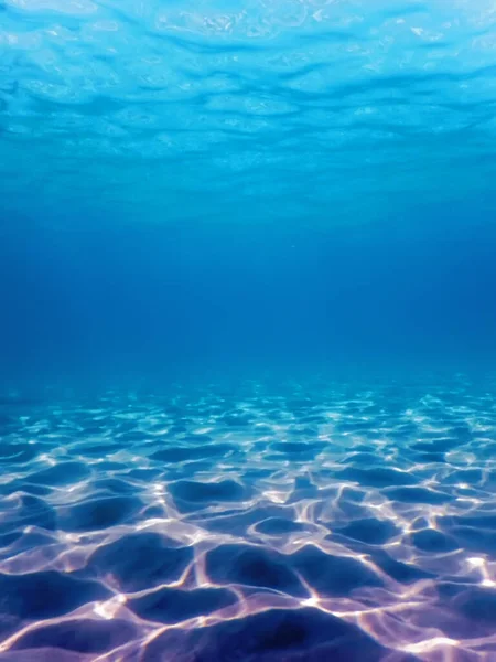 桑迪海底海洋生物 水下背景 — 图库照片