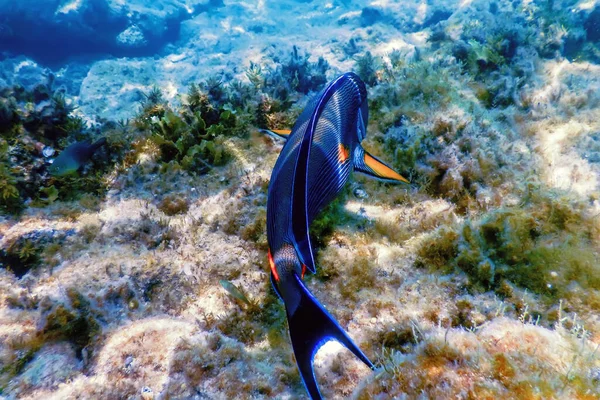 Sohal Surgeonfish Sohal Tang Acanthurus Sohal Mořský Život — Stock fotografie