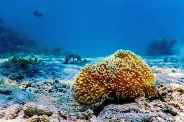 Pólipos Coral Recife Paisagem Subaquática Fundo Subaquático Azul — Fotografia de Stock