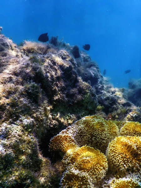 Pólipos Coral Recife Paisagem Subaquática Fundo Subaquático Azul — Fotografia de Stock