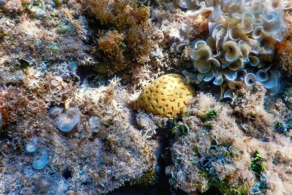 Coral Cerebral Fundo Mar Vida Marinha — Fotografia de Stock