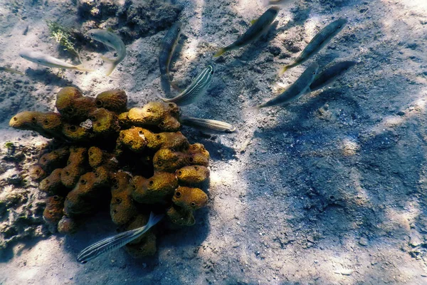 Ikan Kambing Kuning Mulloidichthys Martinicus Underwater Kehidupan Laut — Stok Foto
