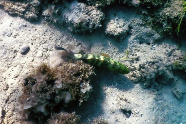 Abudjubbe Lippfisch Cheilinus Abudjubbe Unterwasser Meeresleben — Stockfoto