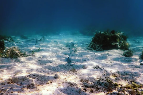 Zandbodem Marine Leven Onderwater Achtergrond — Stockfoto