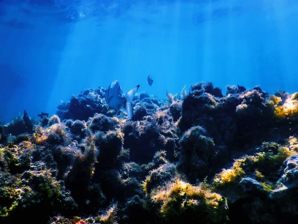 带藻类的水下珊瑚礁 蓝色水下背景 — 图库照片