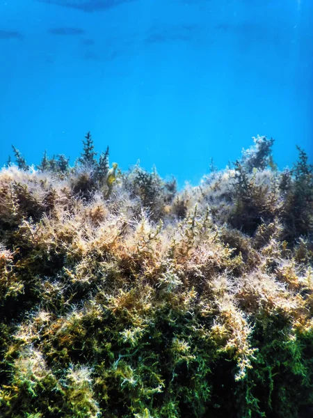 Seaweed Seaweed Underwater Seaweed Shallow Water Surface — Stock Photo, Image