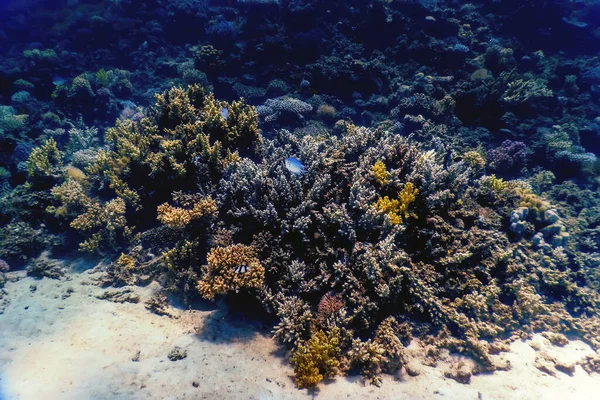 Unterwasserblick Auf Das Korallenriff Tropische Gewässer Meeresleben — Stockfoto