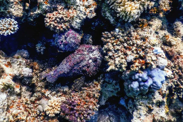Kamenitá Synanceia Verrucosa Útes Kamenitá Tropické Vody Mořský Život — Stock fotografie
