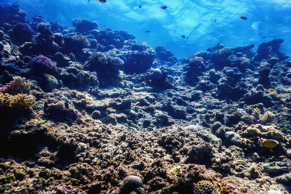 Mercan resifinin sualtı manzarası, tropikal sular, deniz yaşamı.