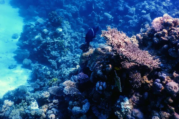 Подводный Вид Коралловый Риф Тропические Воды Морская Жизнь — стоковое фото
