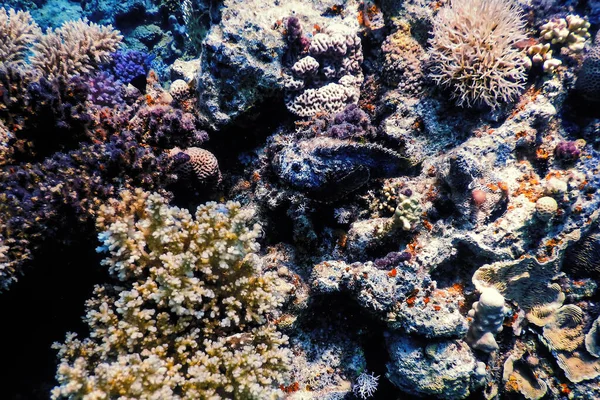 Taşbalığı Synanceia Verrucosa Resif Taşbalığı Tropikal Sular Deniz Yaşamı — Stok fotoğraf