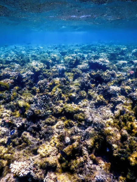 Recife Paisagem Subaquática Com Algas Fundo Subaquático Azul — Fotografia de Stock
