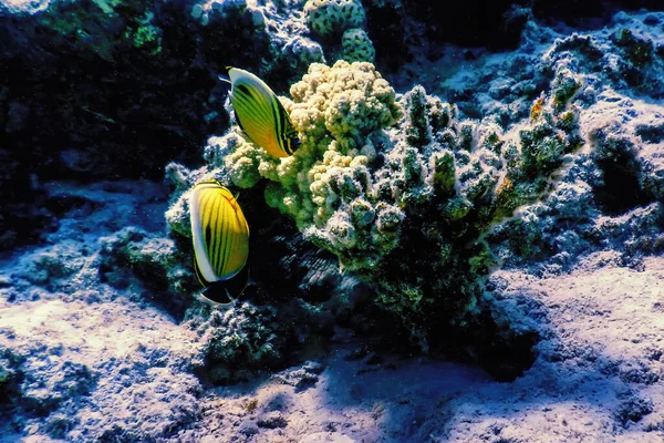 Чорний Хвіст Метелик Чаетодон Австралійський Поліп Метелик Коралова Риба Тропічні — стокове фото