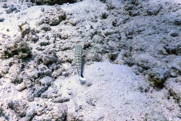 Speckled Sandperch Parapercis Hexophtalma Air Tropis Kehidupan Laut — Stok Foto