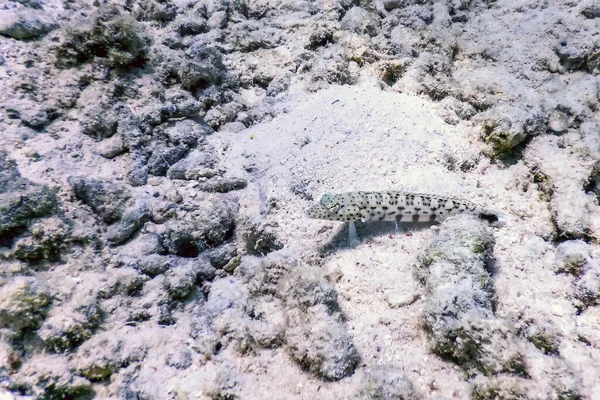 Speckled Sandperch Parapercis Hexophtalma Τροπικά Ύδατα Θαλάσσια Ζωή — Φωτογραφία Αρχείου