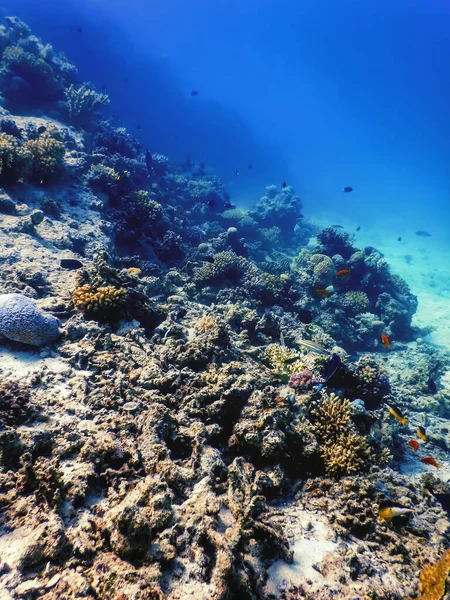 Vistas Submarinas Del Arrecife Coral Aguas Tropicales Vida Marina — Foto de Stock