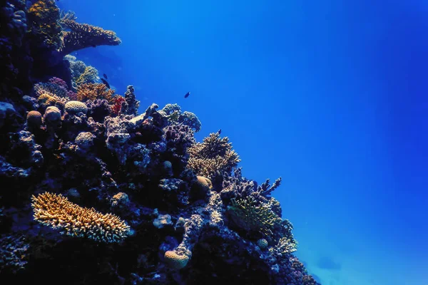 Vista Subaquática Recife Coral Águas Tropicais Vida Marinha — Fotografia de Stock