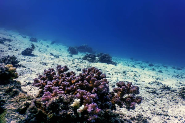 Κοράλλι Κουνουπίδι Κοράλλι Δαντέλας Pocillopora Damicornis Υποβρύχιο Θαλάσσια Ζωή — Φωτογραφία Αρχείου