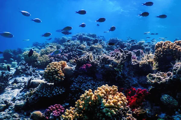 Vista Subaquática Recife Coral Águas Tropicais Vida Marinha — Fotografia de Stock