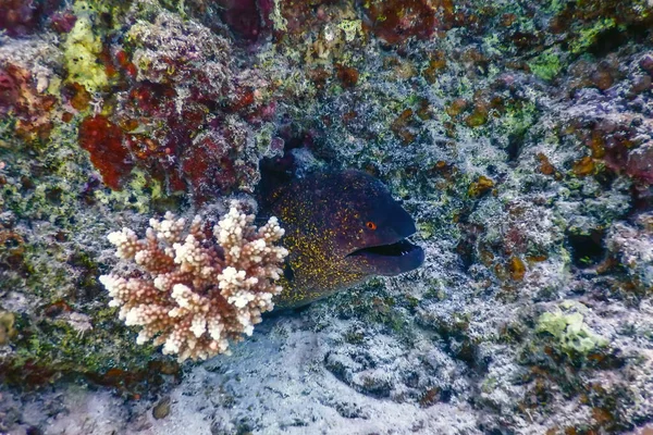 Goldentail Moray Enguia Esperando Por Presas Gymnothorax Miliaris Águas Tropicais — Fotografia de Stock