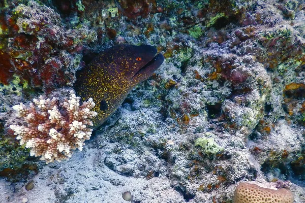 Altın Kuyruklu Moray Yılan Balığı Avını Bekliyor Tropikal Sular Deniz — Stok fotoğraf