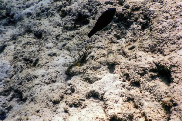 Pez Lagarto Variegado Synodus Variegatus Submarino Vida Marina — Foto de Stock