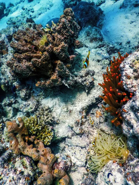 Підводний Вид Кораловий Риф Тропічні Води Морське Життя — стокове фото