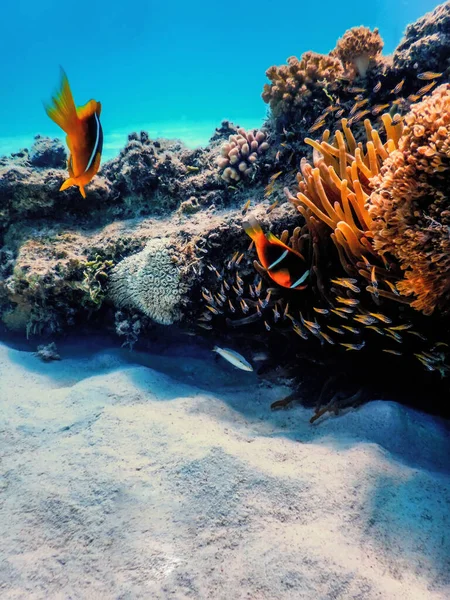 Червоні Морські Клоуни Amphiprion Bicinctus Red Sea Marine Lif — стокове фото