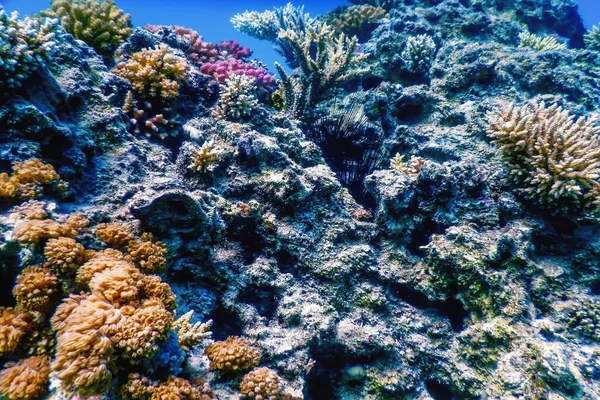 Onderwater Zicht Het Koraalrif Tropische Wateren Marine Leven — Stockfoto