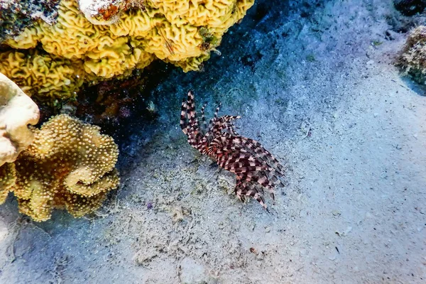 Tubeworm Subaquático Sabella Spallanzanii Subaquático Vida Marinha — Fotografia de Stock